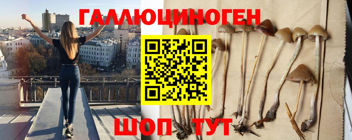 Ялуторовск  Псилоцибиновые грибы Psilocybe  Вход с VPN 